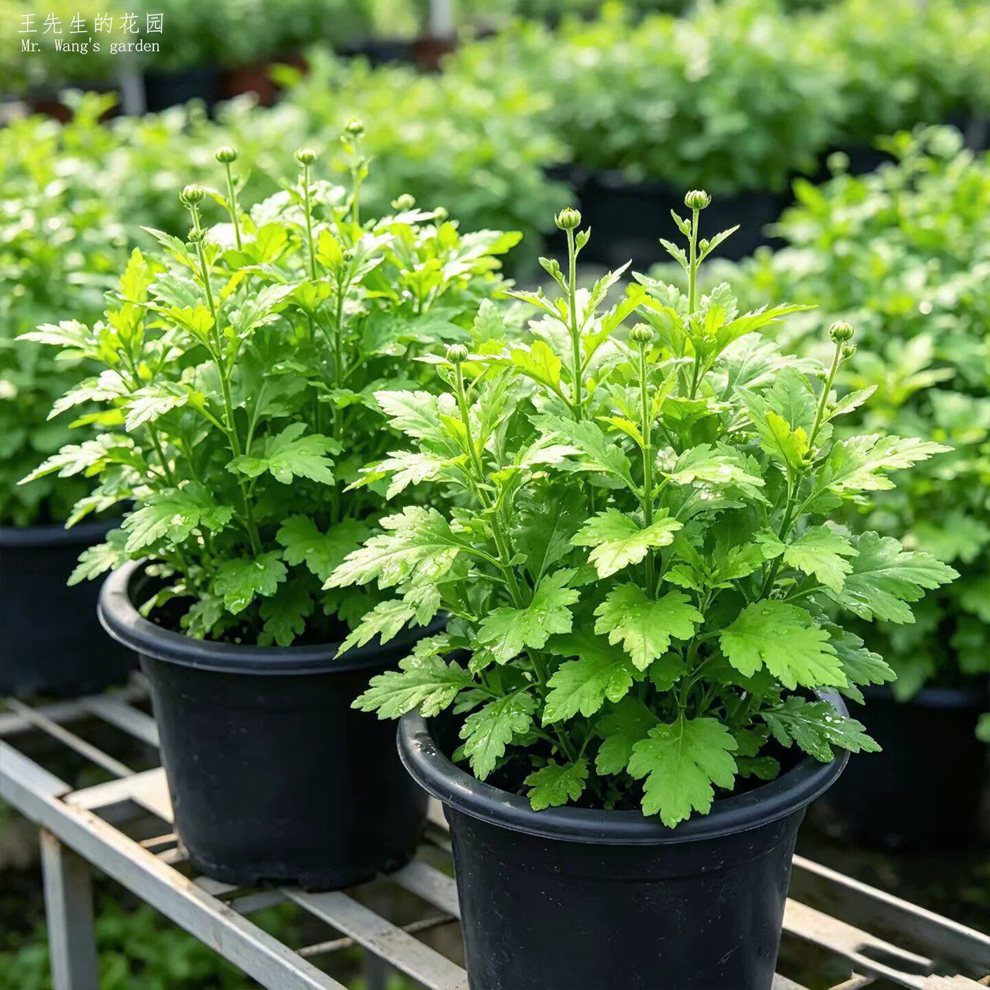 菊花脑苗盆栽 南京大叶菊花脑 可食用多年生绿色蔬菜鸡蛋汤新鲜植