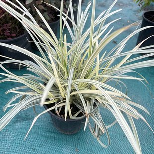 银边麦冬英国山麦冬常绿观赏草沿阶草多年生庭院花园花镜植物包邮