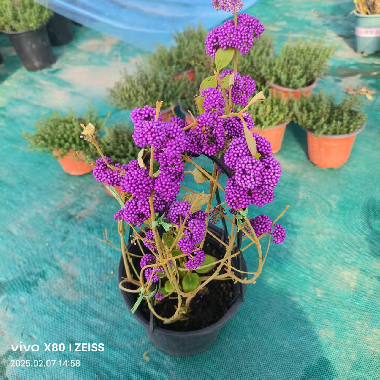 日本紫珠室外庭院绿化植物转运