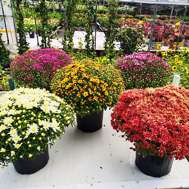 菊花女王菊盆栽千头菊乒乓多色可选带土盆发货包邮吸甲醛阳台庭院