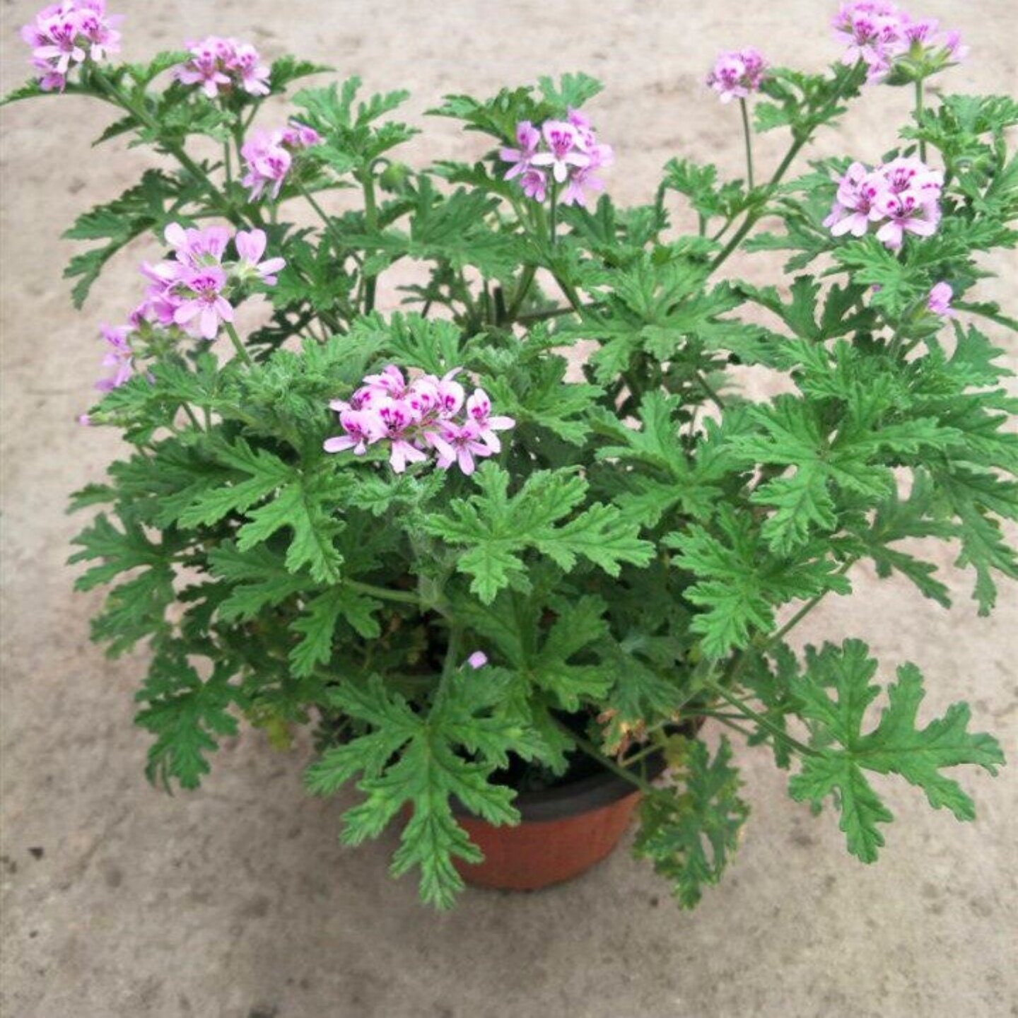驱蚊草盆栽四季花卉观叶植物阳台庭院香叶天竺葵迷迭香清香木包邮