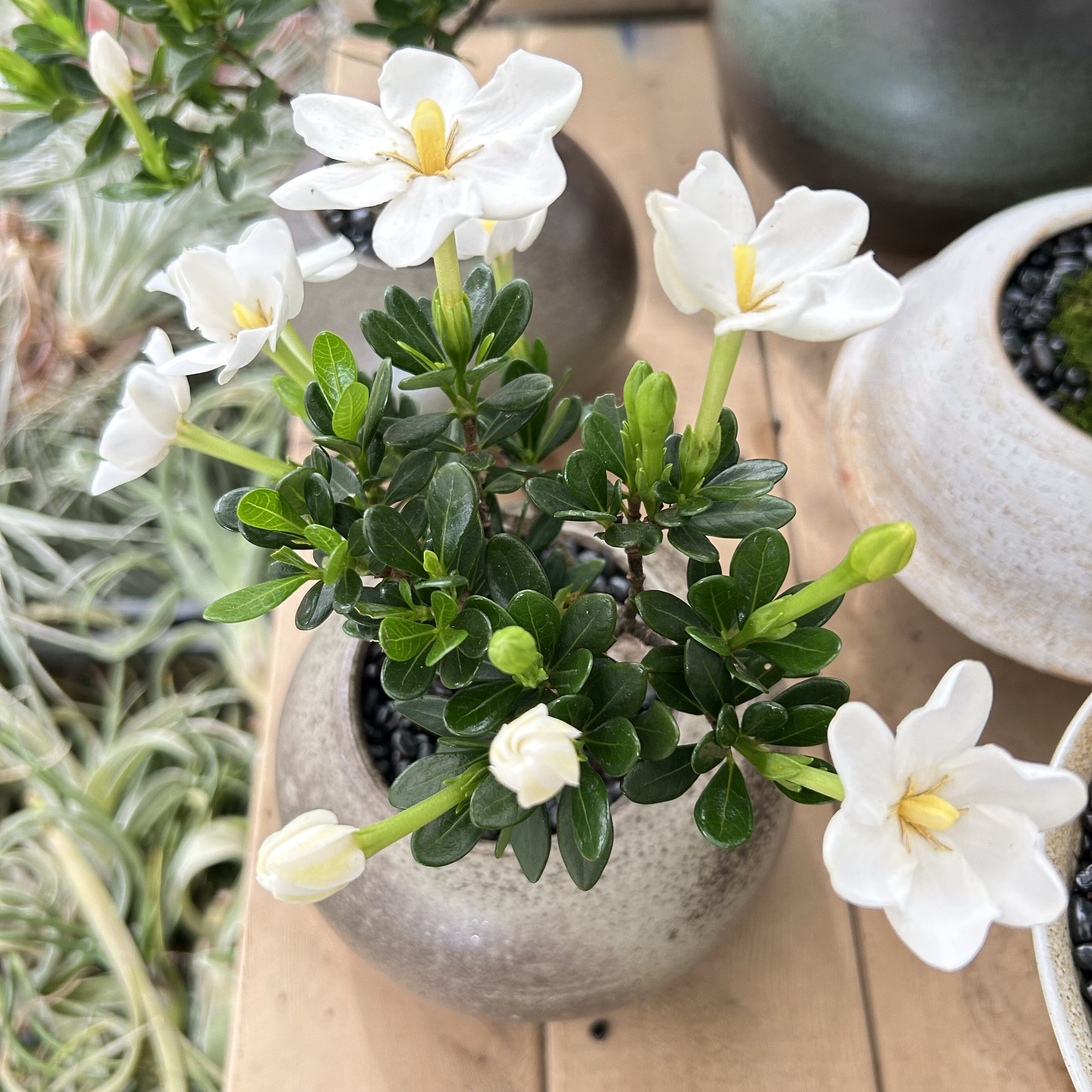 日本栀子花 一寸法师 达摩寿星南昆山腊玉栀子花浓香四季花卉绿植