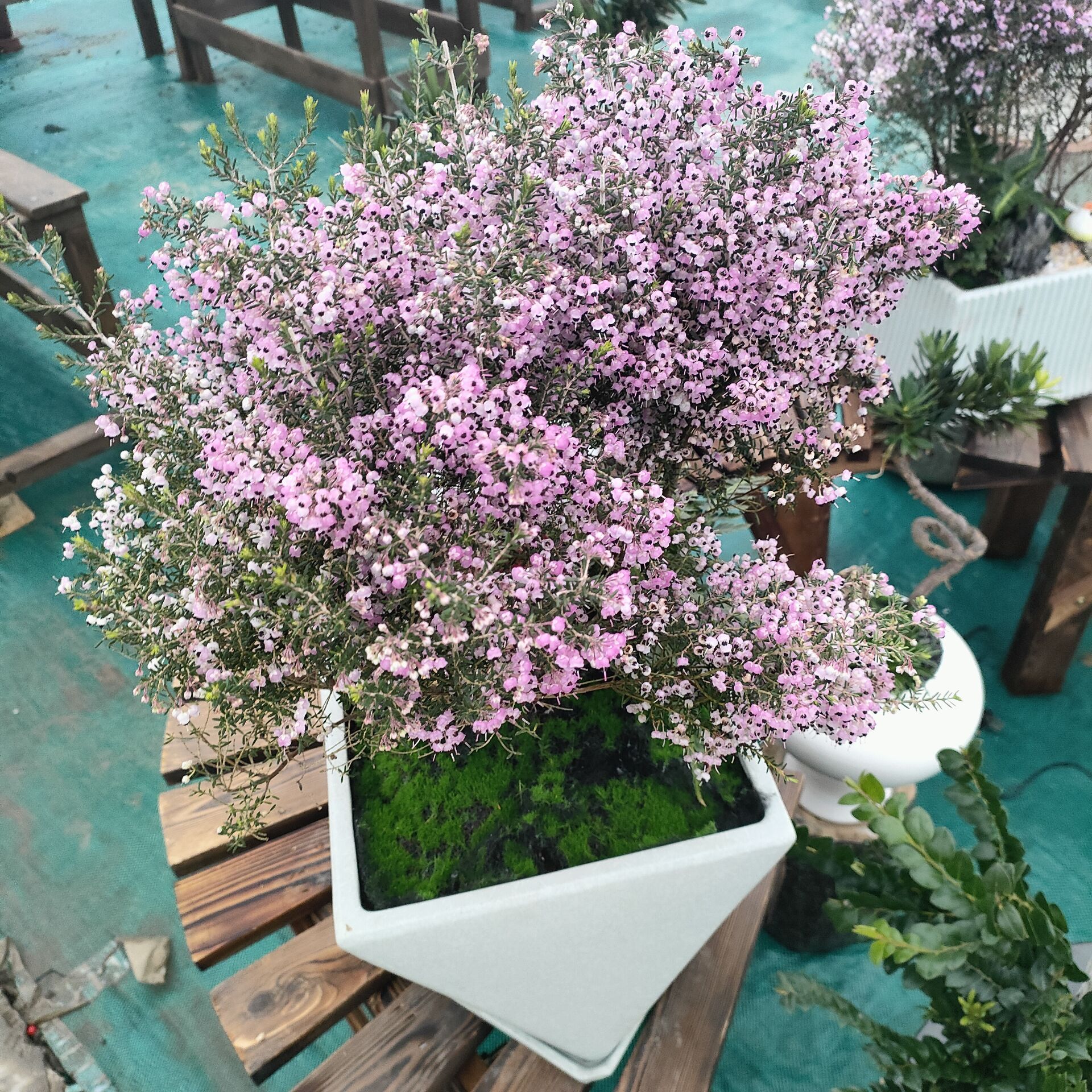 进口风蜡花盆栽 淘金彩梅 杰拉尔顿腊花 澳洲腊梅 灌木耐寒热包邮