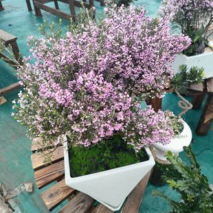 进口风蜡花盆栽 淘金彩梅 杰拉尔顿腊花 澳洲腊梅 灌木耐寒热包邮