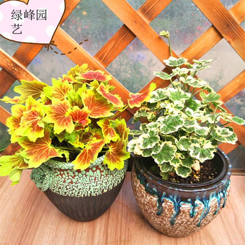 天竺葵带土多年生观叶木本植物