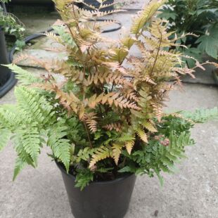 彩虹蕨 胎生狗脊蕨 红盖鳞毛蕨 多年生蕨类植物 耐寒蕨花镜.植物