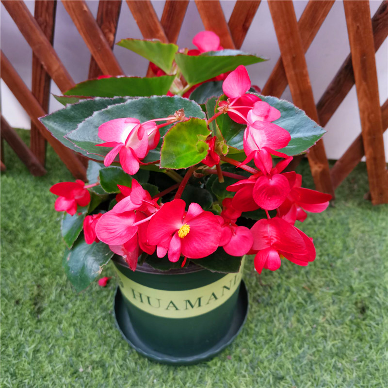 玻璃翠多年生花期长四季海棠包邮