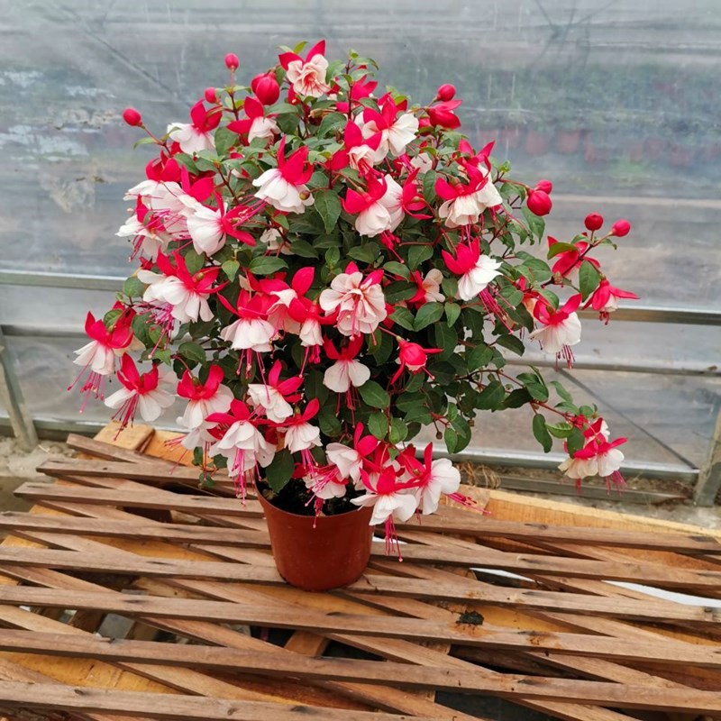 重瓣倒挂金钟盆栽花灯笼花阳台客厅冬季花卉带花发货净化空气包邮