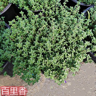 柠檬百里香盆栽观叶植物阳台室内外可种植食用香草料成品大苗包邮