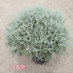 银香菊盆栽朝雾草庭院阳台花镜观叶植物棉杉四季长绿原盆原土发货