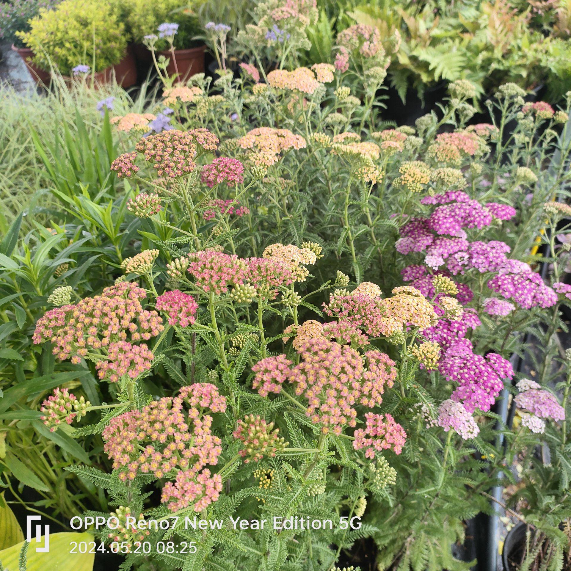 荷兰鼠刺·千叶蓍盆栽庭院多年生宿根花卉花镜植物地被绿西洋蓍草