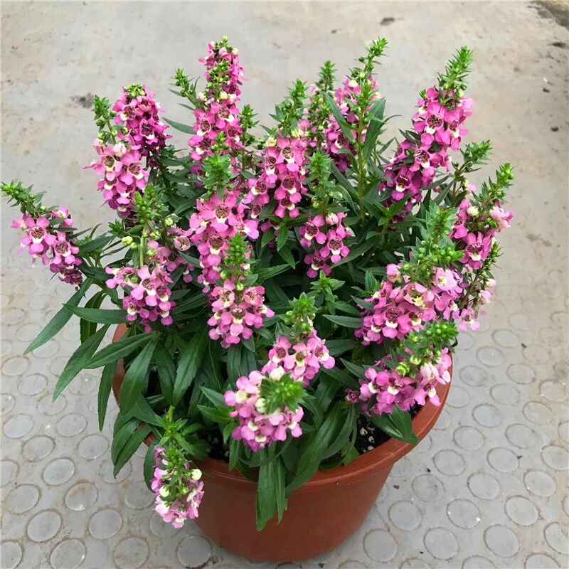 香彩雀盆栽小天使带花满天星花苗室外台庭院花园植物耐热花卉包邮