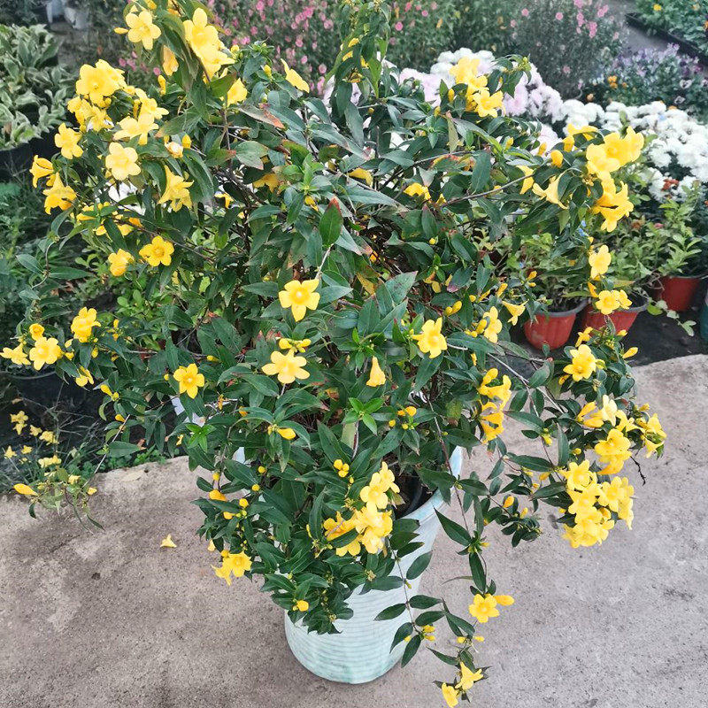 进口法国香水花盆栽植花苗茉莉花攀爬植物阳台庭院花园耐寒热包邮