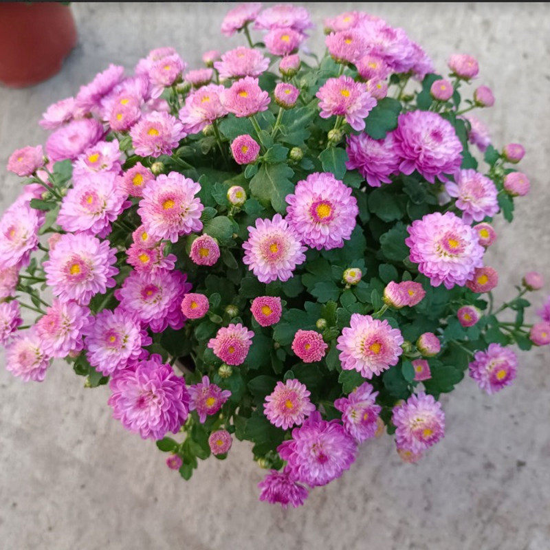 菊花盆栽千头菊糖果菊阳台庭院花卉耐寒多头菊观花植物带带花包邮