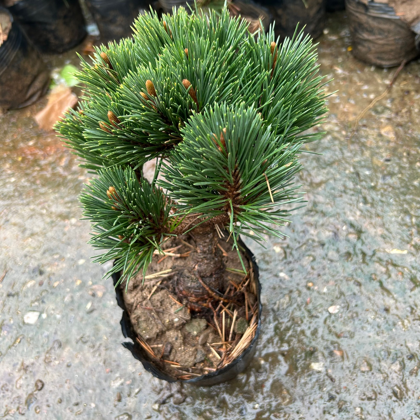 日本短针松树 精品千寿丸盆景 短针黑松盆景非五针松庭院耐寒植物