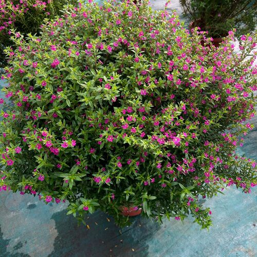 满天星易养护多年生耐寒观花植物