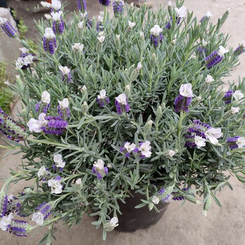 进口法国薰衣草盆栽庭院驱蚊