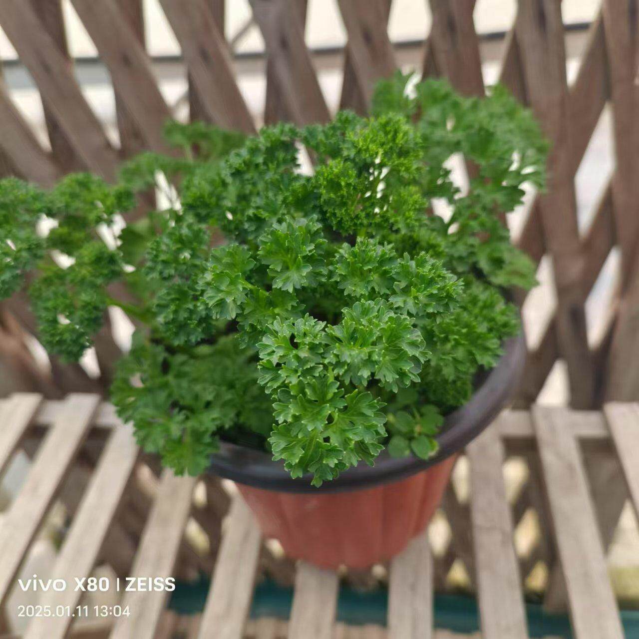 欧芹盆栽可食用 摘了还会长 卷叶欧芹 草植物料理意大利欧芹.薄荷