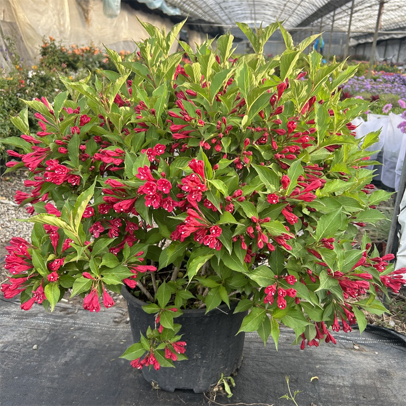 红王子锦带花盆栽耐寒花园花镜调色绿化四季木本观花植物好养包邮