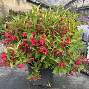 红王子锦带花盆栽耐寒花园花镜调色绿化四季木本观花植物好养包邮