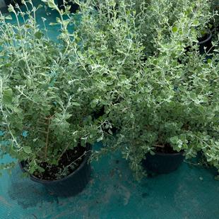 成品盆栽银叶仓鼠多年生银灰色植物室内阳台庭院观叶绿植灌木包邮