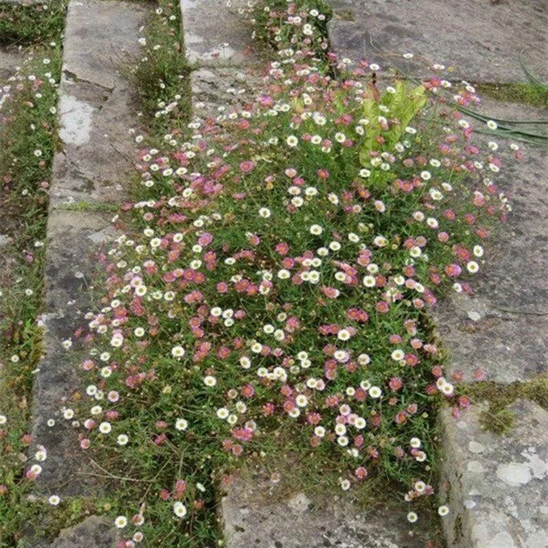 墨西哥飞蓬草小雏菊盆栽庭院花镜野花阳台多年生草本花卉包邮