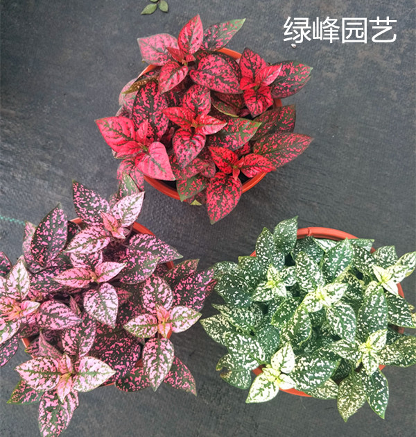 嫣红蔓花苗盆栽室内阳台花园调色板四季常青花叶蔓植物盆景花卉
