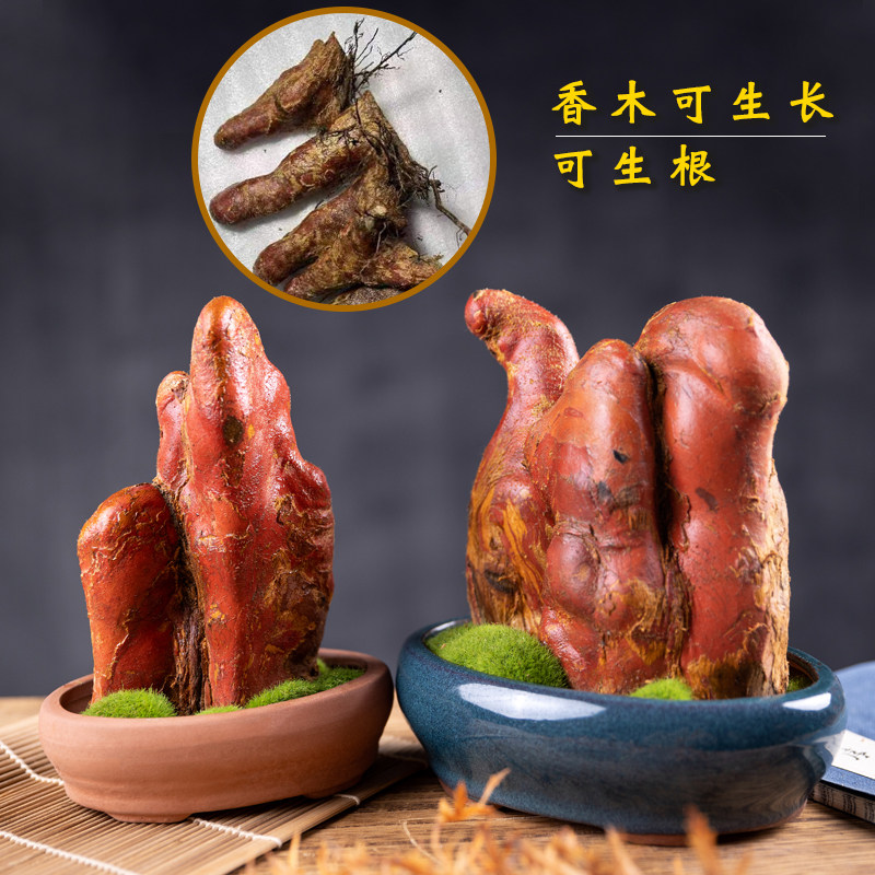 香木盆栽中式盆景驱蚊防冻植物室内幽香造型绿植小摆件桌上微景观