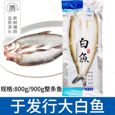 于发行太湖白鱼整条800/900g新鲜冷冻腌制白丝鱼大翘嘴半成品商用