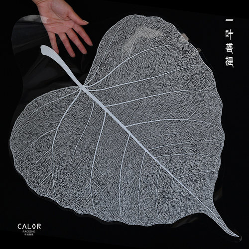 【咔拉】一叶菩提透明树叶花束异形纸包花纸花艺diy小清新包装纸