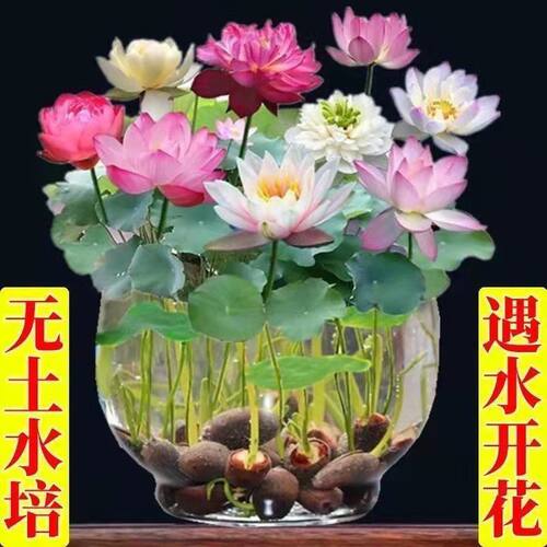 碗莲种植物花卉水培四季水培水养开花绿植荷花荷花水养莲花
