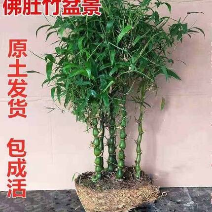 佛肚竹盆栽罗汉竹室内外庭院四季绿植葫芦竹观赏竹竹子植物