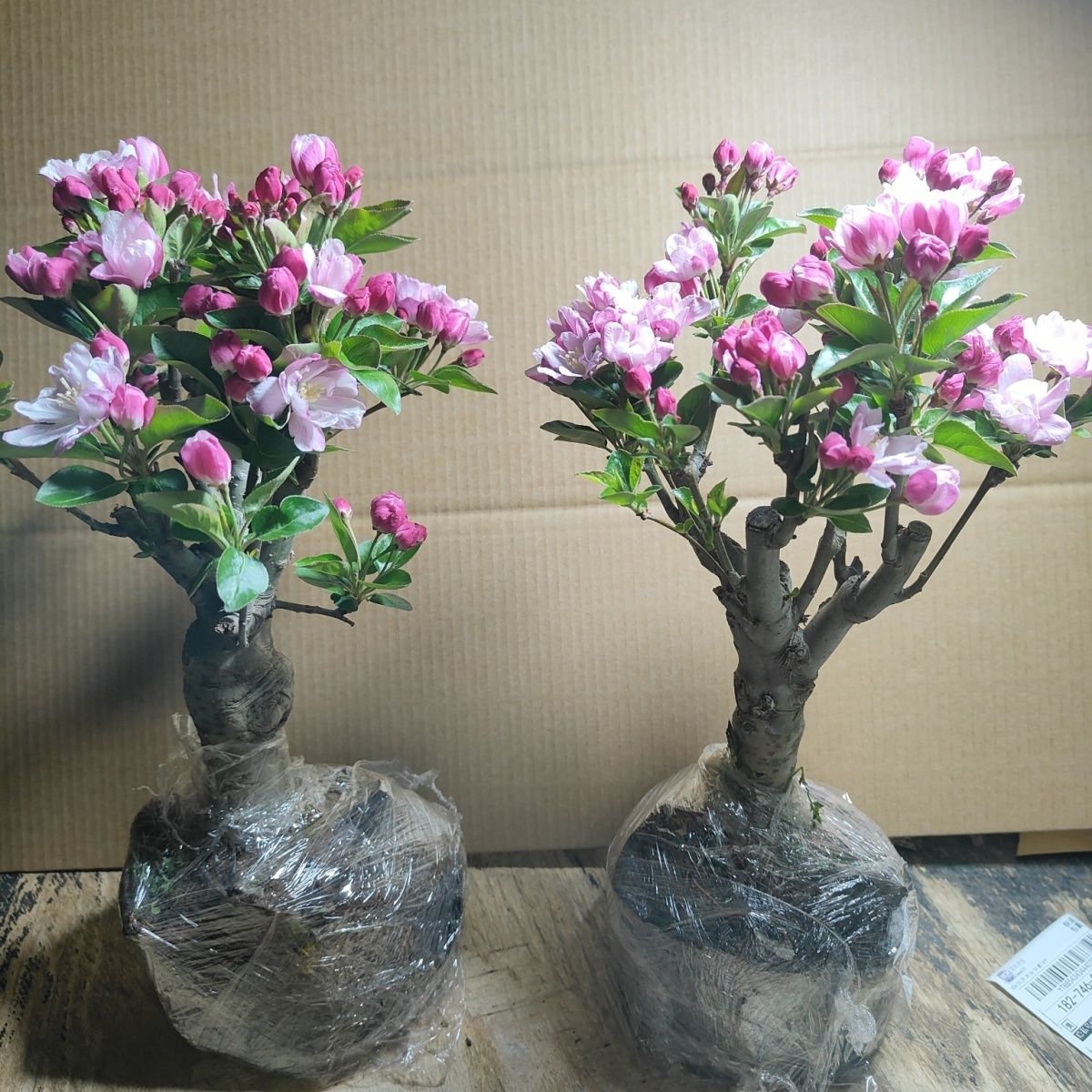 西府海棠耐寒耐旱南方北方都好养活超矮耐寒室外老北京名贵花阳台图片