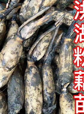 洪湖食用粉藕种藕苗莲藕种根苗荷花盆栽水养缸桶水田池塘高产种植