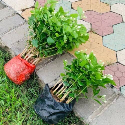 浓香型茉莉特级重瓣茉莉花四季好养室内室外老桩花卉绿植驱蚊盆栽