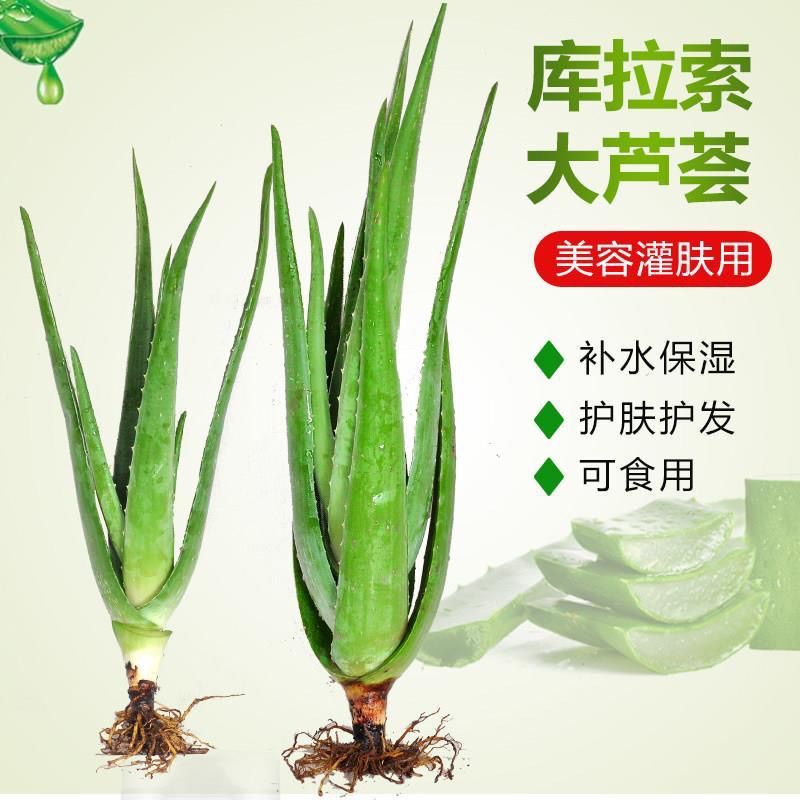 库拉索美容芦荟补水盆栽可食用芦荟植物芦荟苗灌肤多肉花卉盆栽