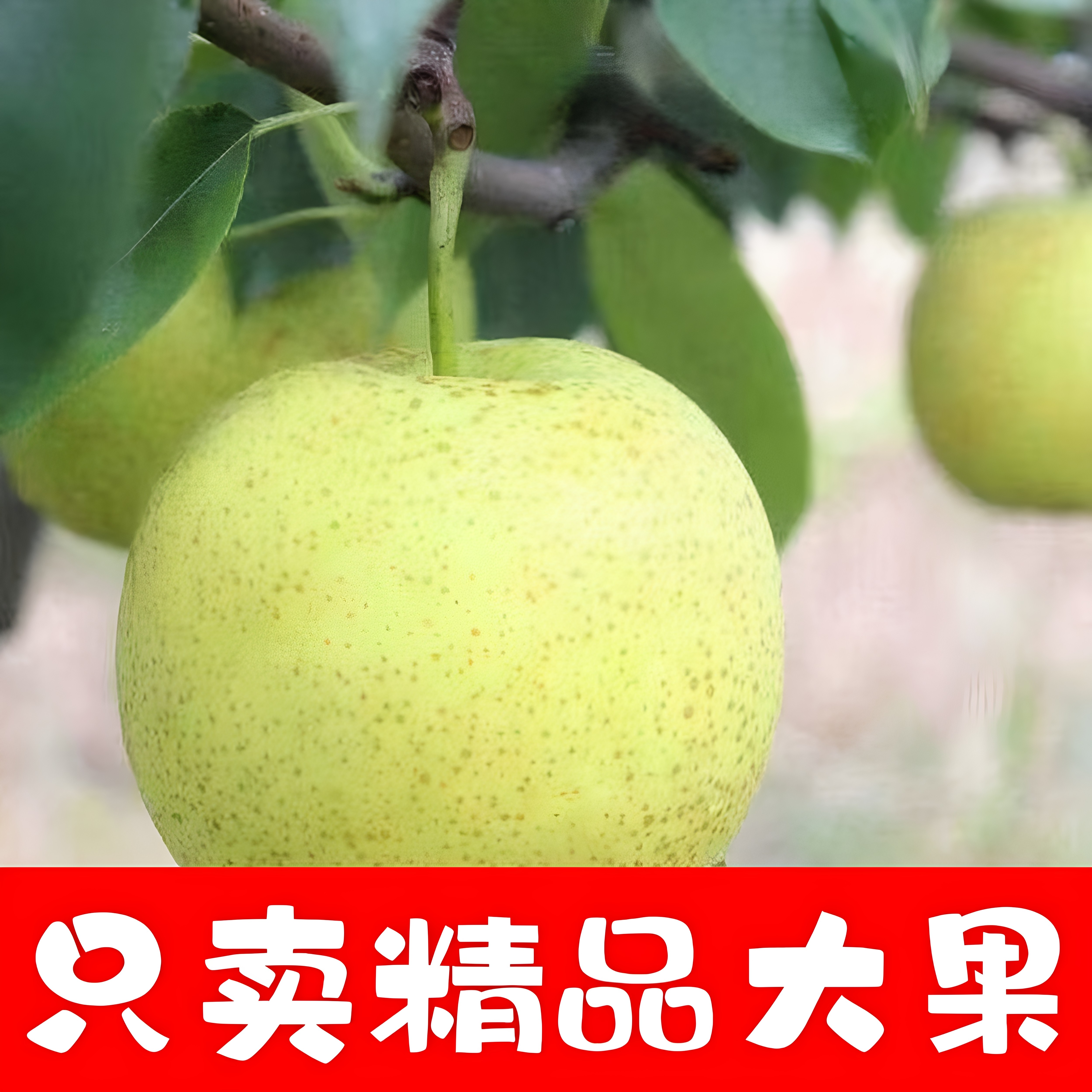 正宗砀山翠冠梨子当季新鲜水果安徽皇冠翠玉梨