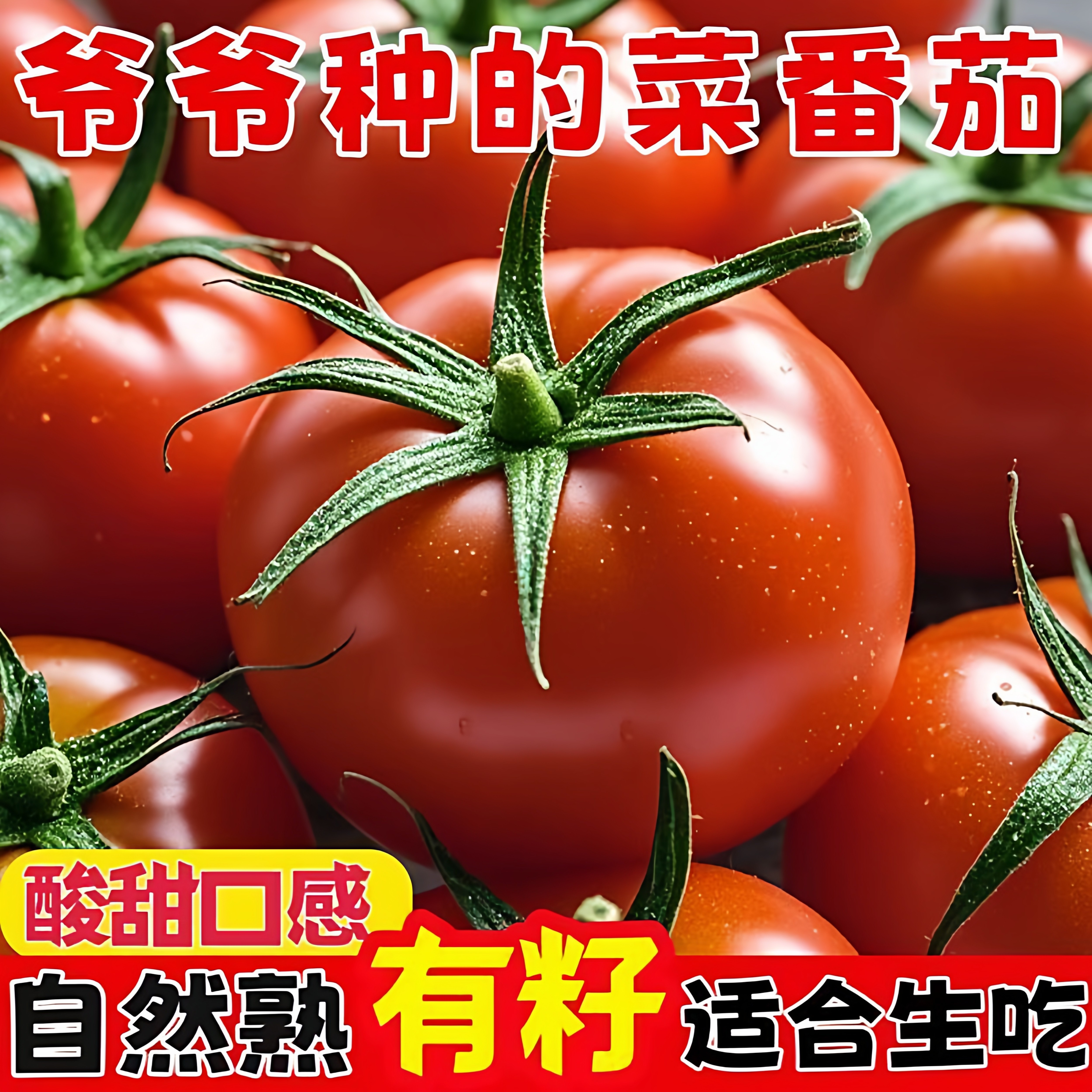 云南农家自种番茄新鲜现摘圣女果生吃西红柿自然熟生吃番茄
