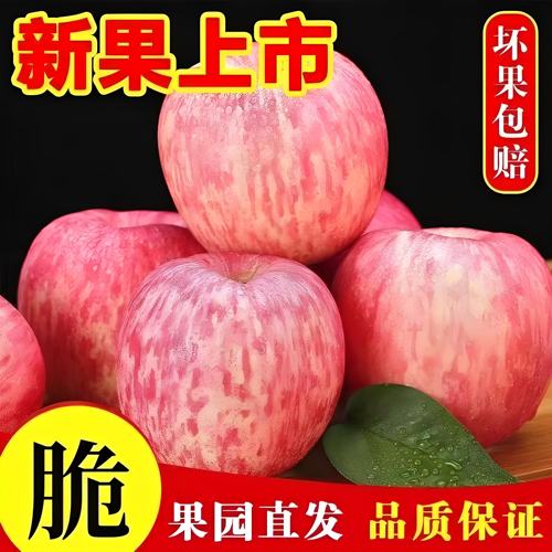 正宗烟台苹果脆甜应季糖心山东栖霞红富士新鲜苹果水果批发