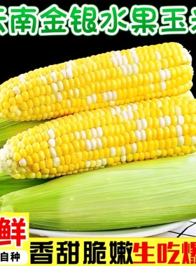 云南水果玉米新鲜现摘金银玉米新鲜玉米可榨汁即食现摘带皮