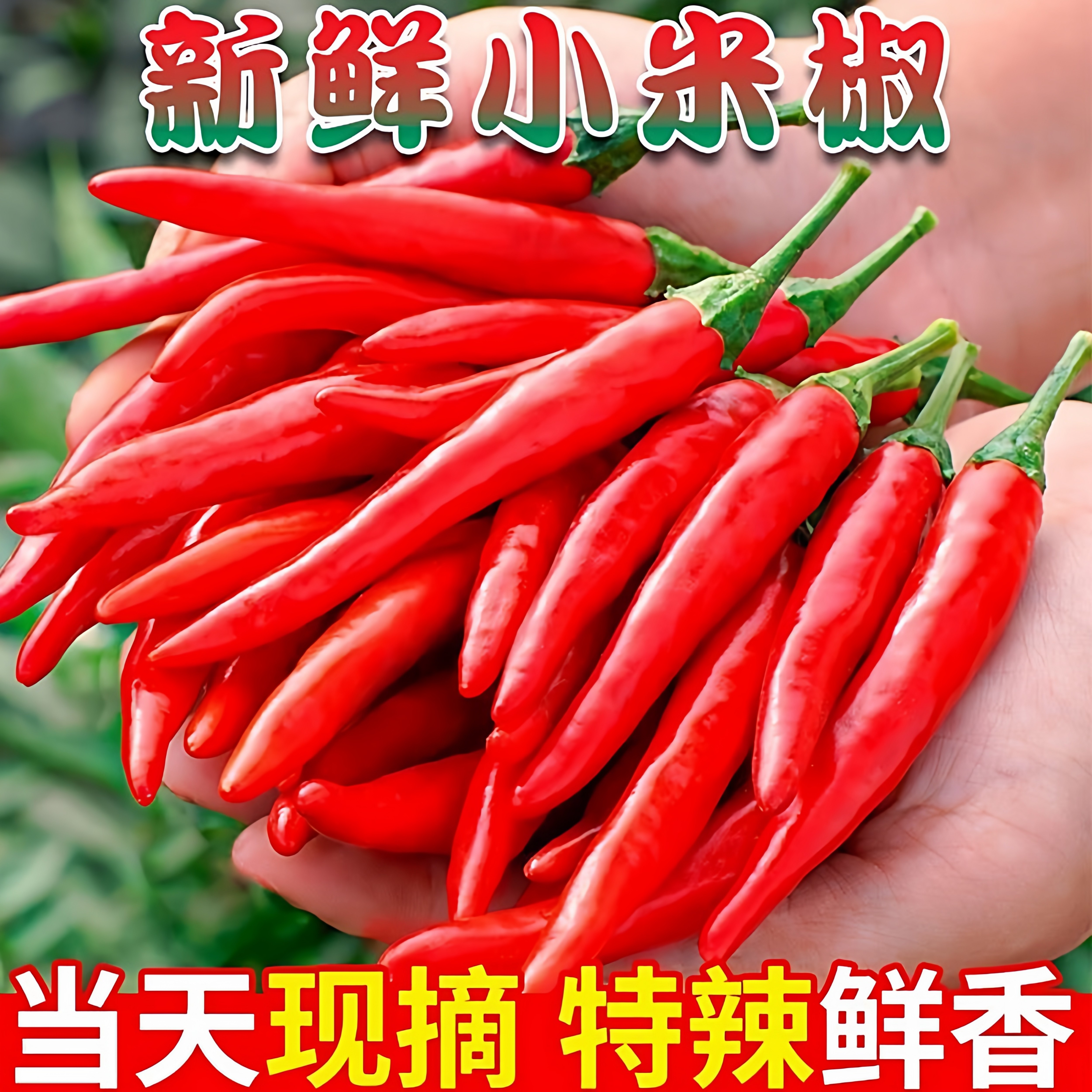 新鲜小米椒现摘现发特辣中辣朝天椒新鲜小米辣椒农家自种新鲜蔬菜