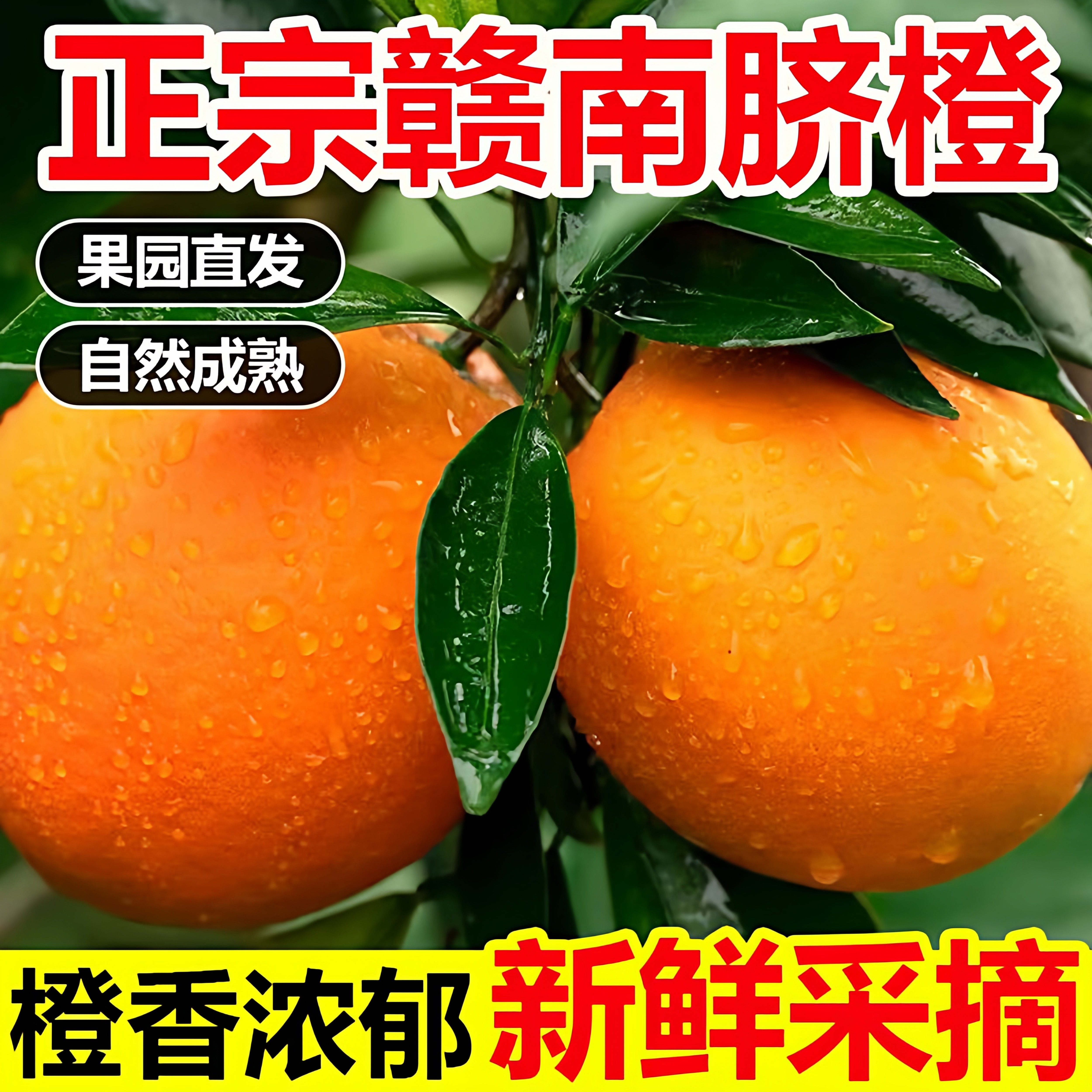 正宗新鲜水果当季橙子江西赣州橙子