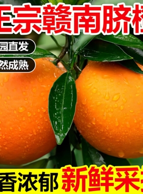 正宗新鲜水果当季橙子江西赣州橙子