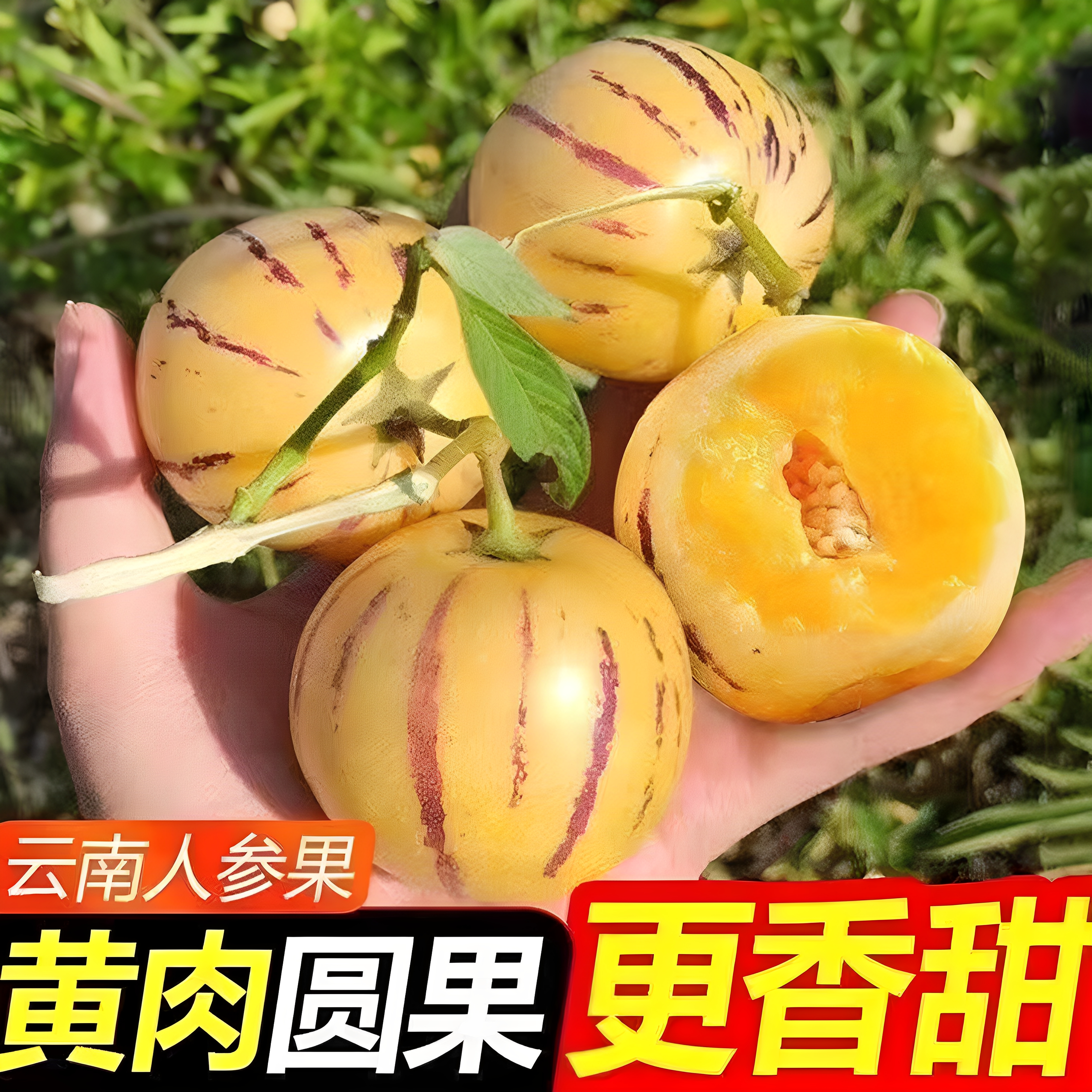 【圆果】云南石林人参果黄心超甜黄肉水果新鲜应季批发价整箱包邮