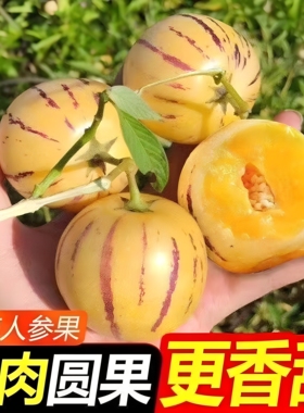 【圆果】云南石林人参果黄心超甜黄肉水果新鲜应季批发价整箱包邮