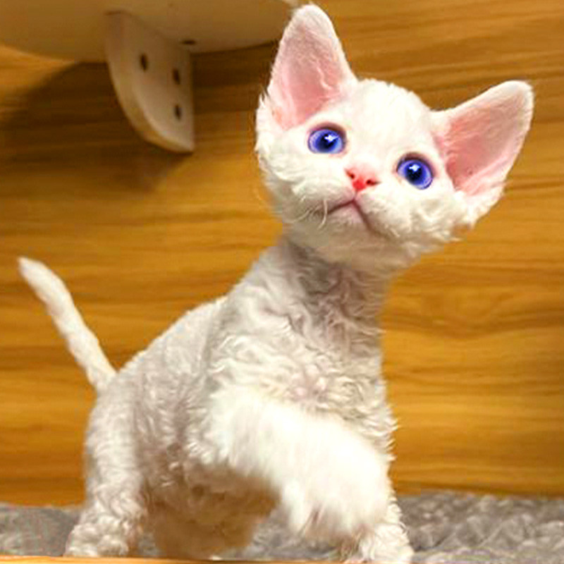 德文卷毛猫幼猫纯种黑白开脸帝王猫不掉毛蓝眼睛虎斑猫咪活体猫舍