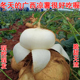 广西新鲜现挖凉薯农家自种白地瓜沙葛土瓜葛薯即食蔬菜脆甜水果