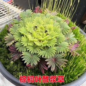 经典观叶棕榈酢浆草渐变多年生冬季耐寒球根花卉易活绿植小盆栽