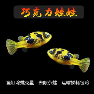 巧克力娃娃潜水艇淡水热带鱼迷你观赏河豚除杂螺鼓气鱼狗头鱼活体