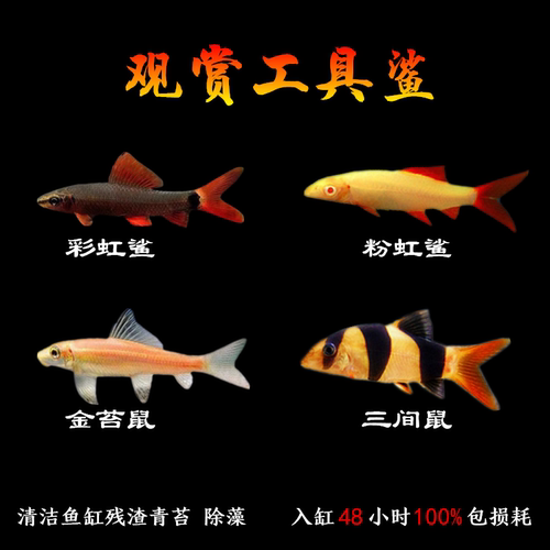 金苔鼠彩虹鲨淡水热带除藻鱼清洁